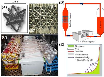 Computational Modeling of Human Mesenchymal Stromal Cell Proliferation and Extra-Cellular Matrix Production in 3D Porous Scaffolds in a Perfusion Bioreactor: The Effect of Growth Factors